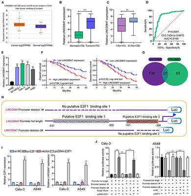 Long Non-coding RNA LINC00847 Induced by E2F1 Accelerates Non-small Cell Lung Cancer Progression Through Targeting miR-147a/IFITM1 Axis